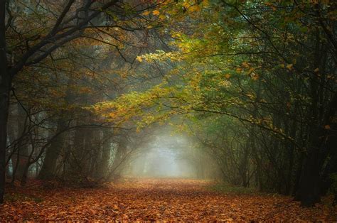 Nature Landscape Fall Forest Mist Morning Leaves Trees Path