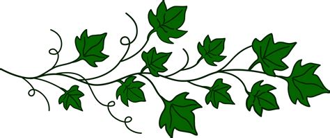 Ivy Leaves Drawing Clip Art Library