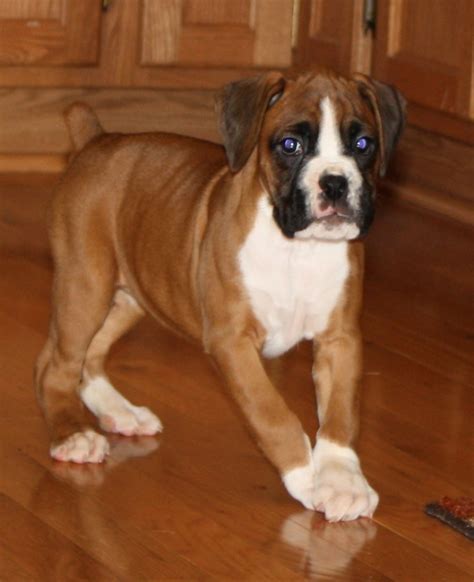 Wundervolle sheltie welpen haben am 21.07. Schöne reinrassige Boxer-welpen mit Papieren... suchen ...