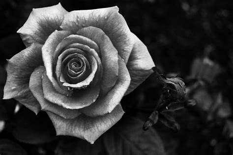 Black And White Roses