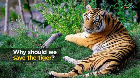 Why Should We Save The Tiger Youtube