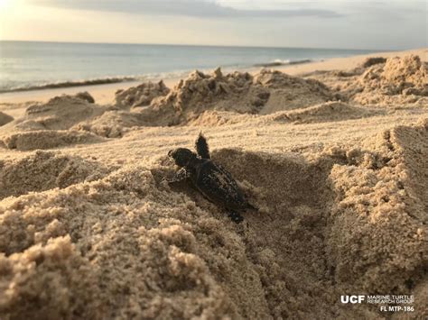 Sea Turtle Nesting Season Winding Down In Florida Some Numbers Are Up