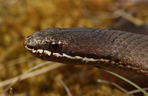 White Lipped Snake Drysdalia Coronoides A White Lipped S Flickr