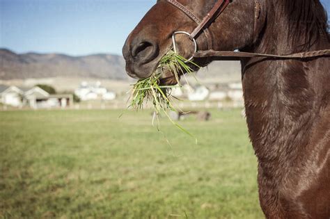 Cropped Image Of Horse Eating Grass On Field Stock Photo
