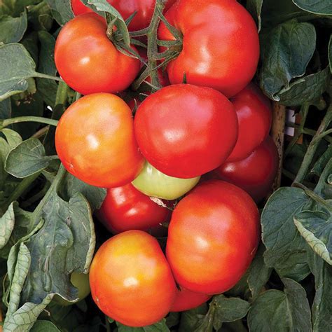 Tomato Big League Hybrid 68 Days Tandt Seeds