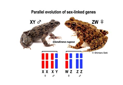 Genes Free Full Text Parallel Evolution Of Sex Linked Genes Across