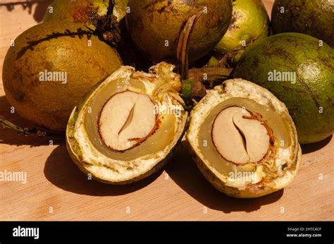 Ripe Matoa Fruits Pometia Pinnata Native Fruit From Papua Indonesia