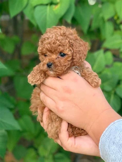 Cairo Cockapoo Cockapoo Puppies Cockapoo Hypoallergenic Toy Cockapoo