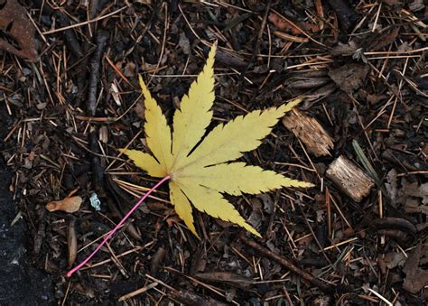 Fallen Maple Leaf A Japanese Maple Leaf On The Ground By T Flickr