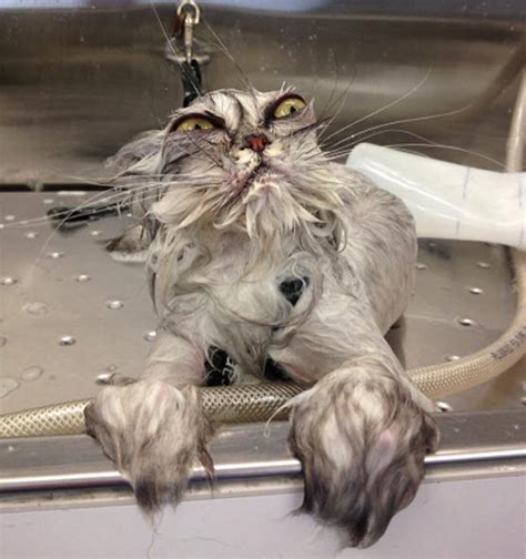 15 hilarious pictures of wet cats