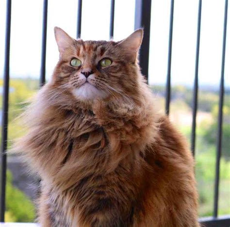 Adopted Maine Coon Mix Cat In Austin Tx Nene