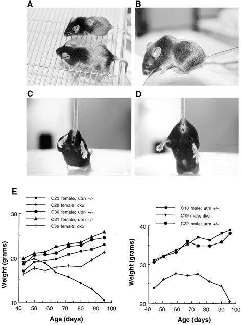 Utrophin Dystrophin Deficient Mice As A Model For Duchenne Muscular My Xxx Hot Girl