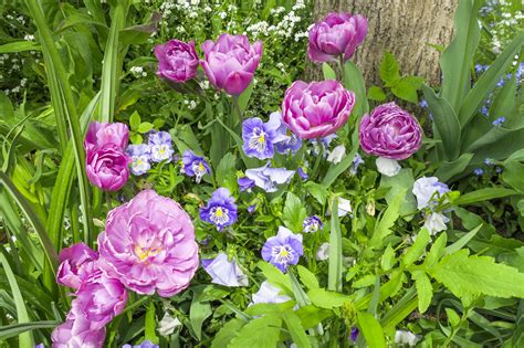 Planter des tulipes que planter avec des tulipes Détente Jardin