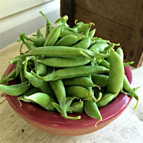 How To Grow Sugar Snap Peas Grit