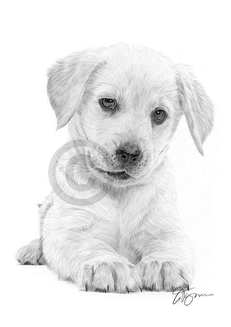 Labrador Retriever Puppy Dog Pencil Drawing Artwork Print A4 Size Pet