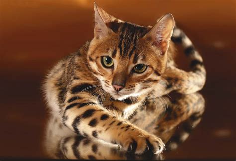 Порода кошек леопардового окраса как называется: Бенгальская кошка: фото, цена, окрасы, видео ...