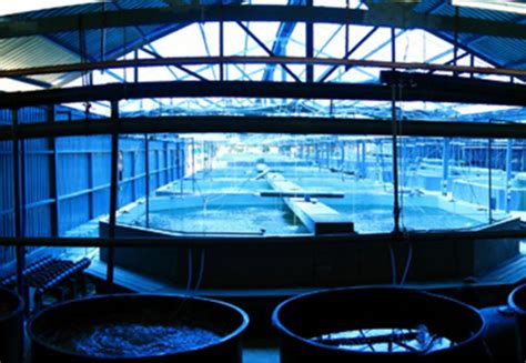 Borneo aqua harvest berhad, sandakanas, bahagian sandakan, sabahas, malaizija 5.0. Borneo Aqua To Reward Shareholders With Free Warrants