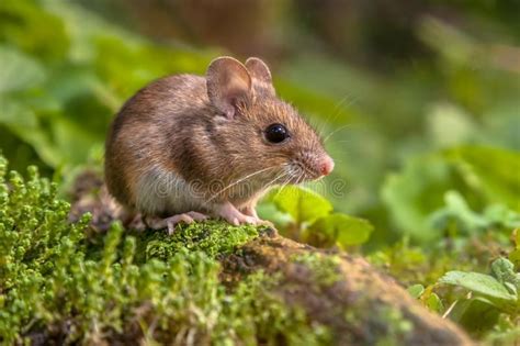 Cute Wood Mouse In Natural Habitat Animals Cute Animals Mouse