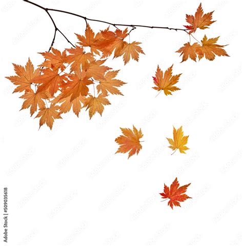 Maple Tree Branch With Falling Autumn Small Leaves On White Stock Photo