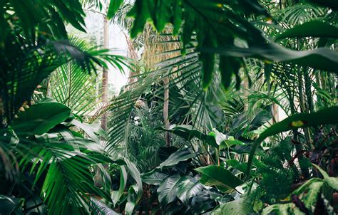 Download Botanical Garden Wallpaper Tropical Zoom Backgrounds On Itlcat