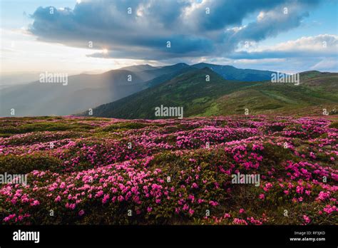 Magic Pink Rhododendron Flowers On Summer Mountain Dramatic Sky And