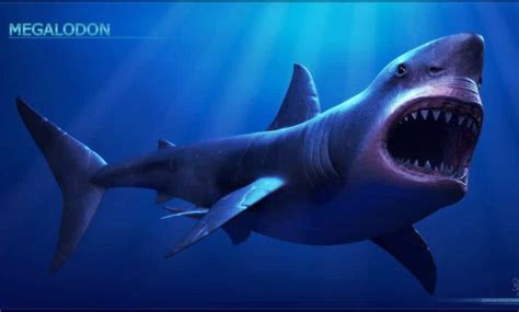 Megalodon Köpek Balığı Ve Özellikleri Bilim Ve Tekno