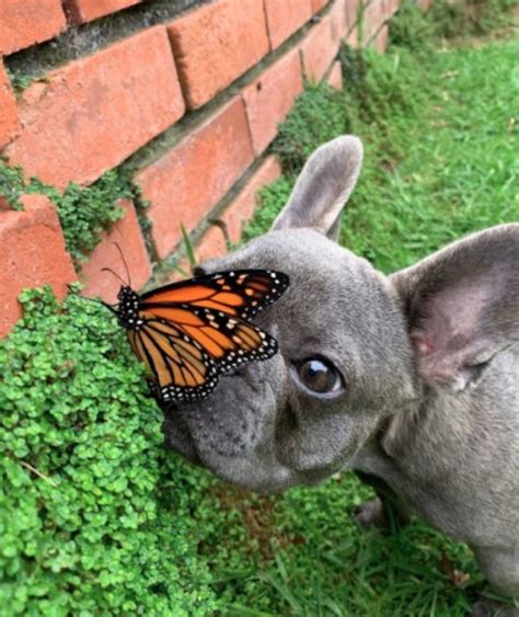 This Little Wonderful Dog Got Close To The Butterfly And They Got