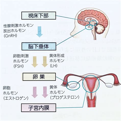 月経周期とホルモンの変化 ある産婦人科医のひとりごと