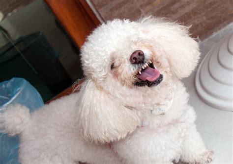 371 Teeth Poodle Stock Photos Free And Royalty Free Stock Photos From