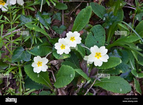 Spring And Summer Wildflowers Primroses Primula Vulgaris With Ivy And