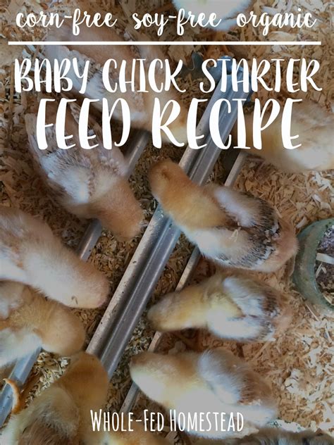 Baby Chick Starter Feed Recipe Feature Whole Fed Homestead