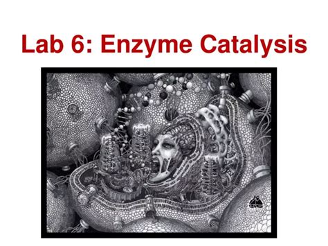 Ppt Lab 6 Enzyme Catalysis Powerpoint Presentation Free Download Id9584700