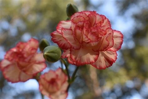 can chickens eat carnations a comprehensive guide
