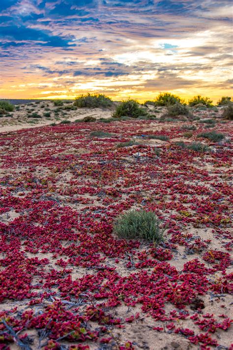 Cirio Cardon And Co Die Flora Auf Der Baja California Norte Entlang