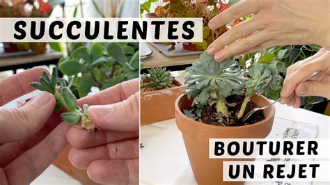 comment bouturer les plantes grasses bouturage de tige tuto plantes succulentes youtube