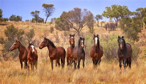 Wild Horses Australia By Robert Mcrobbie