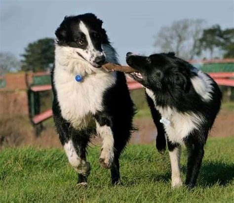 Border Collie Vs Beagle Which One To Choose Puplore