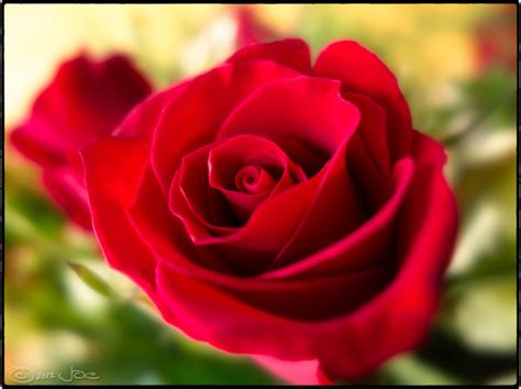Valentine Love Rose Flower Images Free Download 27 Roses Images