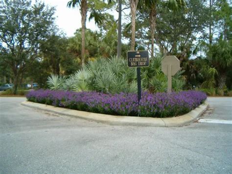 Gainesville Landscaping Plant Of The Month Angelonia The Masters