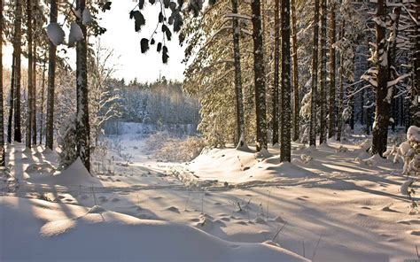 Green Forest Covered Of Snow Nature Winter Snow Trees Hd Wallpaper