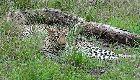 Dsc01471 Leopard A Male Having Sex With The Two Females Al Flickr
