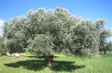 معلومات عن شجرة الزيتون