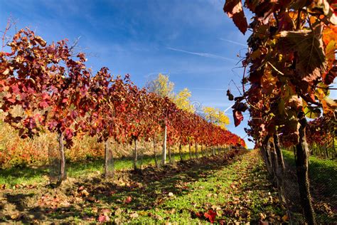 Autumn Vineyard Stock Photo Image Of Scenery Vine Nature 34878130