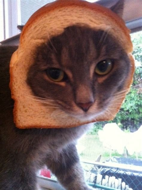 Breaded Cat Is Breaded Cat Breading Know Your Meme