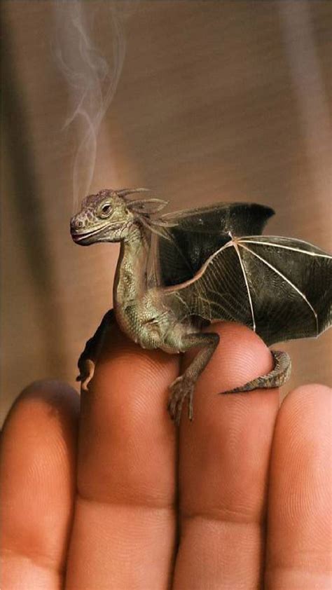 Realistic Cute Baby Dragons