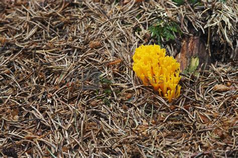 Royalty Free Image Yellow Coral Mushroom By Mibuch