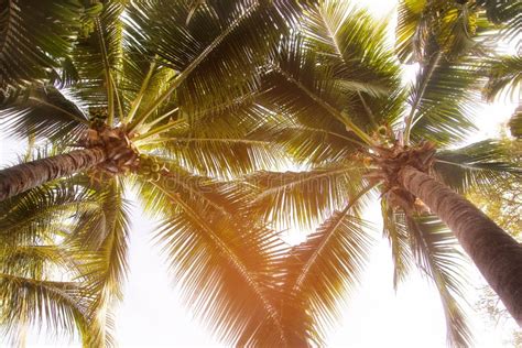 Coconuts On A Palm Tree Top View Stock Photo Image Of Outdoor