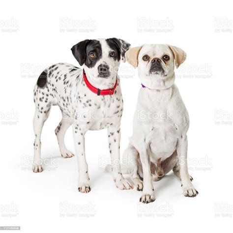 Two Dogs Together On White Background Stock Photo Download Image Now