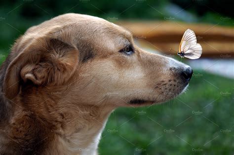Butterfly On The Nose Of The Dog ~ Animal Photos