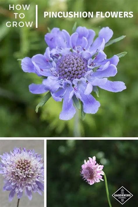 How To Grow Pincushion Flower Scabiosa Atropurpurea And Scabiosa